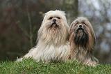 LHASSA APSO 272